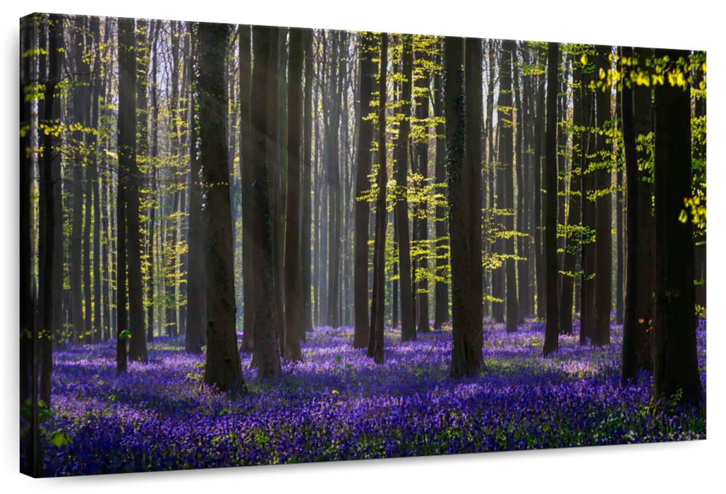 Lavender In The Forest Wall Art