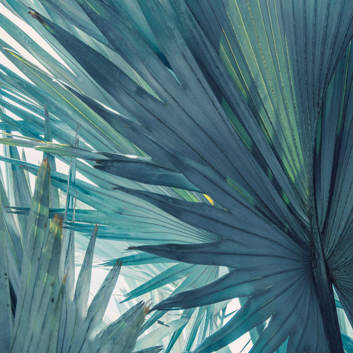 Bushy Palm Leaves Wall Art